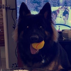 Meet your Posher, Jelena